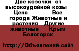 Две козочки  от высокоудойной козы › Цена ­ 20 000 - Все города Животные и растения » Другие животные   . Крым,Белогорск